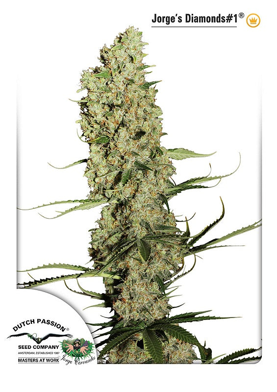 Jorge's Diamonds #1 (Dutch Passion) feminisiert Cannabis Samen von Dutch Passion