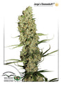 Jorge's Diamonds #1 (Dutch Passion) feminisiert