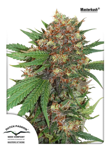 Master Kush (Dutch Passion) feminisiert Cannabis Samen von Dutch Passion