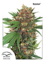 Master Kush (Dutch Passion) feminisiert