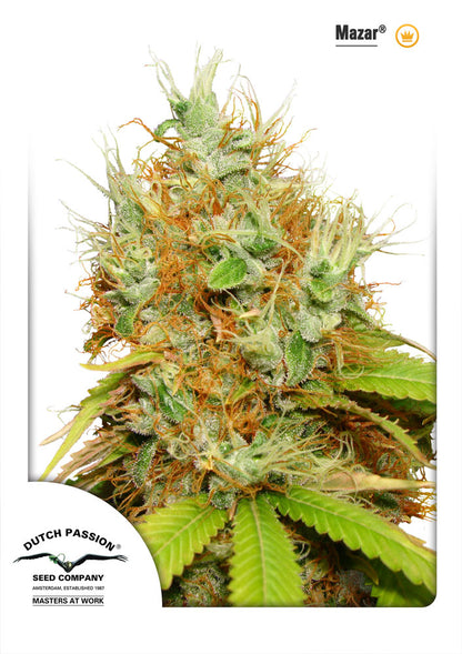 Mazar (Dutch Passion) feminisiert Cannabis Samen von Dutch Passion