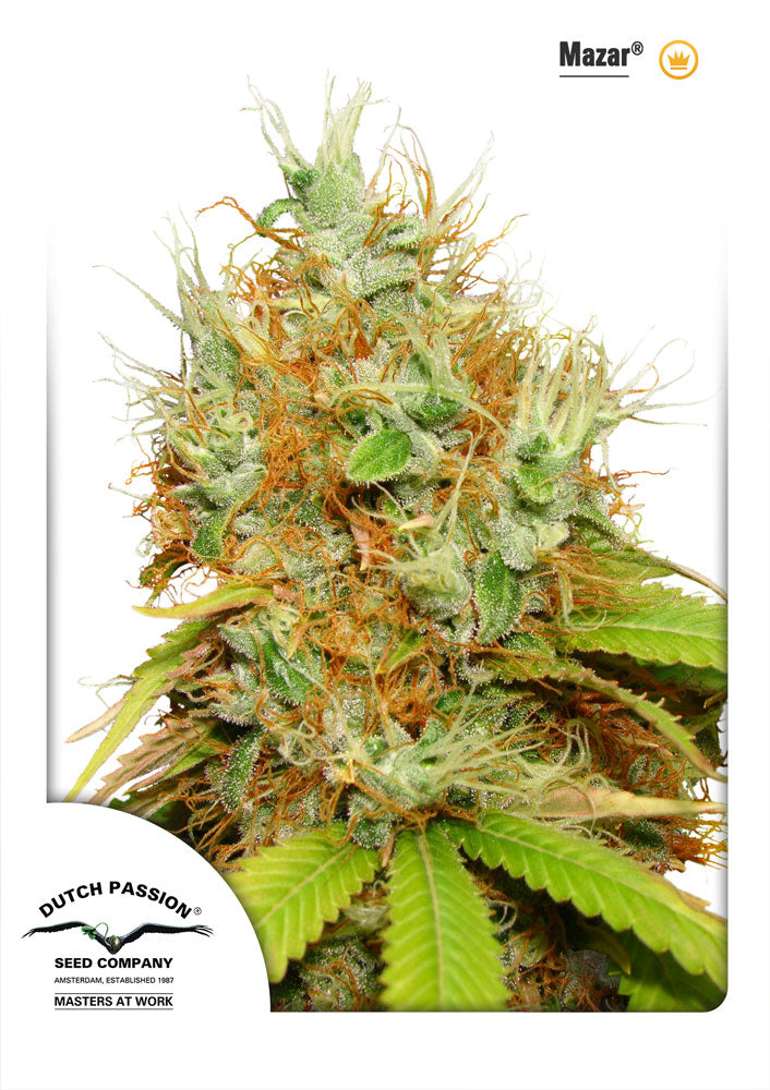 Mazar (Dutch Passion) feminisiert Cannabis Samen von Dutch Passion