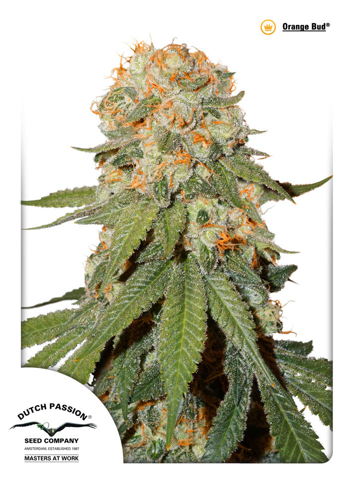 Orange Bud (Dutch Passion) feminisiert Cannabis Samen von Dutch Passion