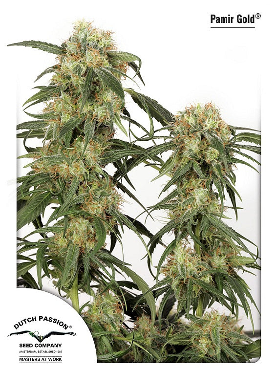 Pamir Gold (Dutch Passion) feminisiert Cannabis Samen von Dutch Passion