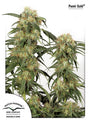 Pamir Gold (Dutch Passion) feminisiert
