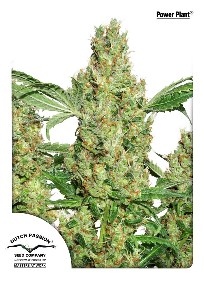 Power Plant (Dutch Passion) feminisiert Cannabis Samen von Dutch Passion