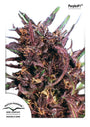 Purple #1 (Dutch Passion) feminisiert