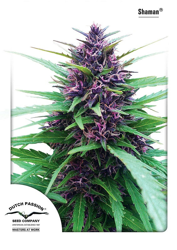 Shaman (Dutch Passion) feminisiert Cannabis Samen von Dutch Passion