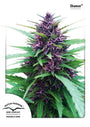 Shaman (Dutch Passion) feminisiert