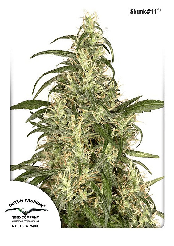 Skunk #11 (Dutch Passion) feminisiert Cannabis Samen von Dutch Passion