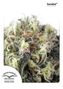 Snow Bud (Dutch Passion) feminisiert
