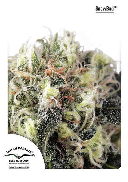 Snow Bud (Dutch Passion) feminisiert Cannabis Samen von Dutch Passion