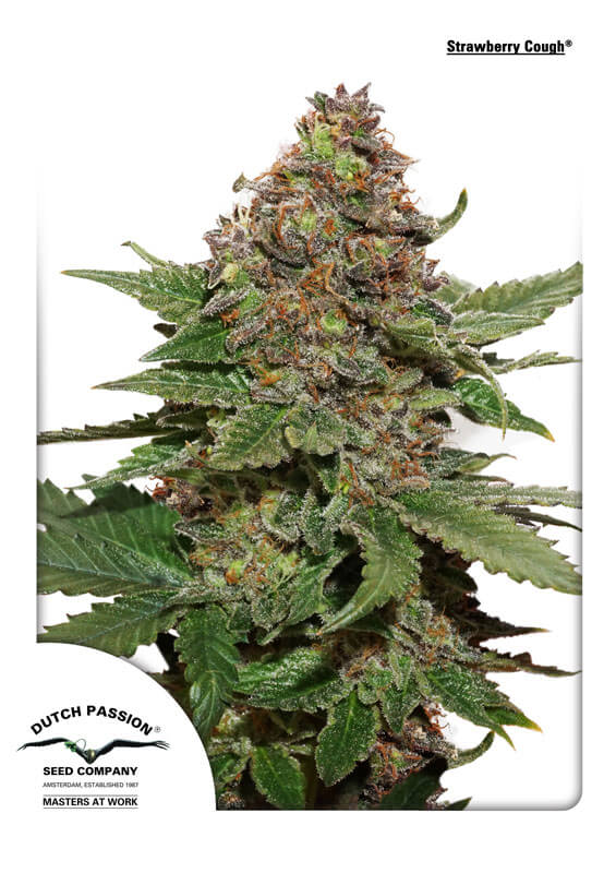 Strawberry Cough (Dutch Passion) feminisiert Cannabis Samen von Dutch Passion