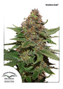 Strawberry Cough (Dutch Passion) feminisiert
