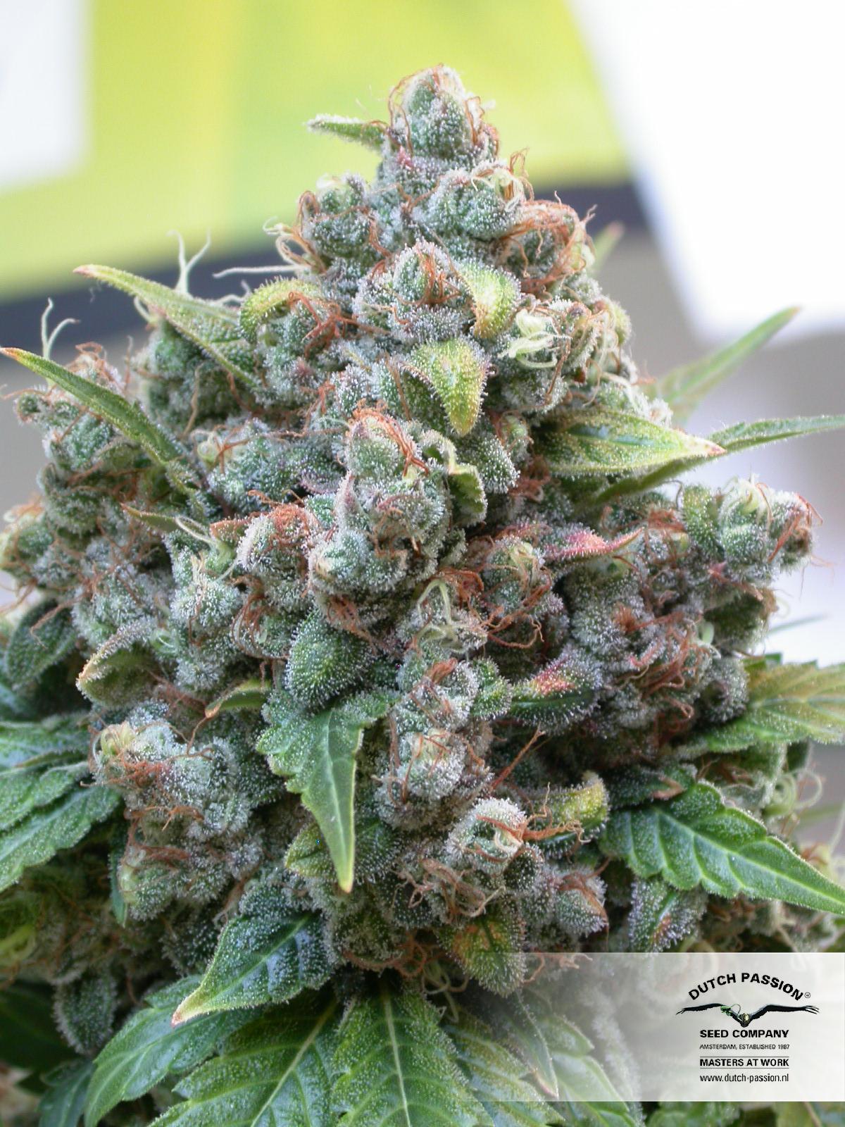 White Widow (Dutch Passion) feminisiert Cannabis Samen von Dutch Passion