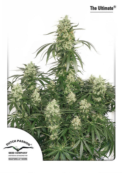 The Ultimate (Dutch Passion) feminisiert Cannabis Samen von Dutch Passion