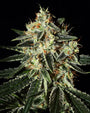 Cheese (Greenhouse Seed Co.) feminisiert