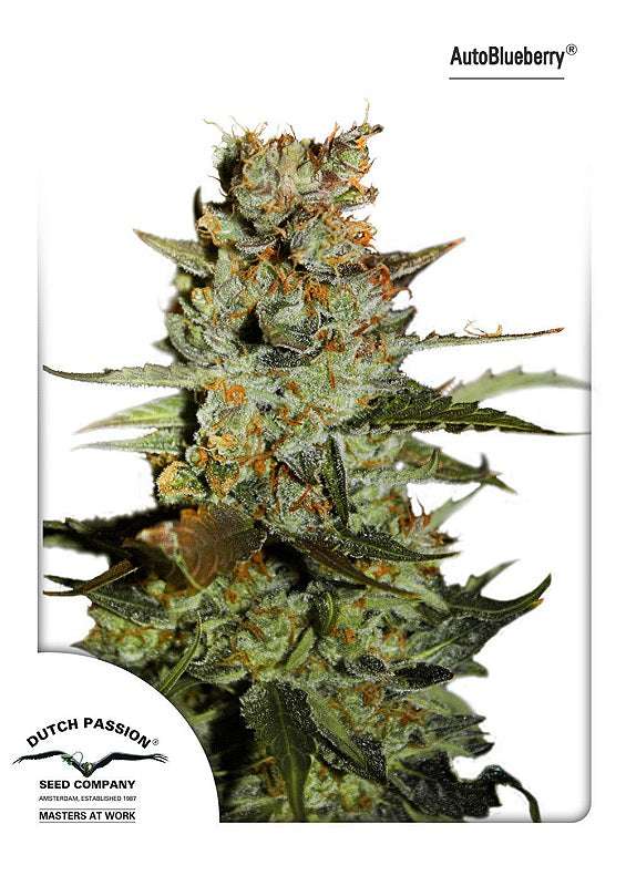 Blueberry Auto (Dutch Passion) Cannabis Samen von Dutch Passion