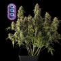 Blueberry Auto (Seedsman)