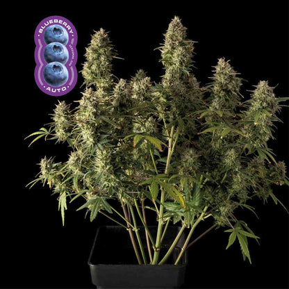 Blueberry Auto (Seedsman) Cannabis Samen von Seedsman
