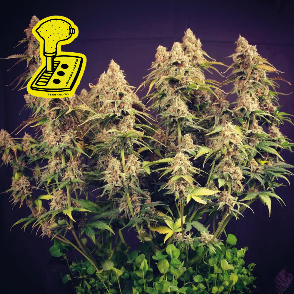 Lemon Auto (Seedsman) Cannabis Samen von Seedsman