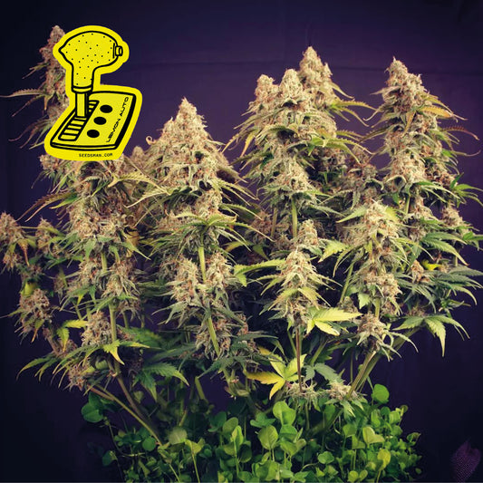 Lemon Auto (Seedsman) Cannabis Samen von Seedsman