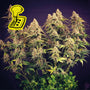 Lemon Auto (Seedsman)