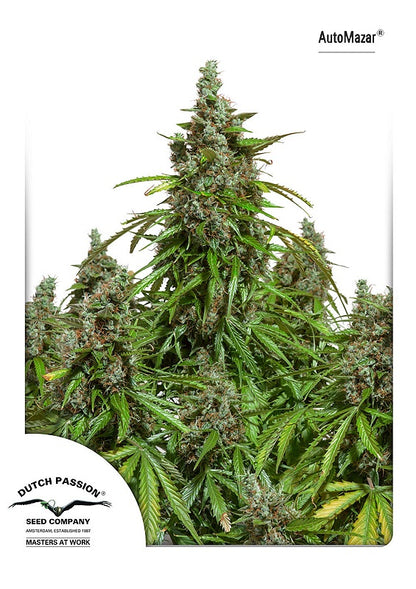 Mazar Auto (Dutch Passion) Cannabis Samen von Dutch Passion