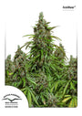 Mazar Auto (Dutch Passion)