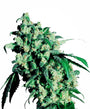 Super Skunk (Sensi Seeds) Feminized