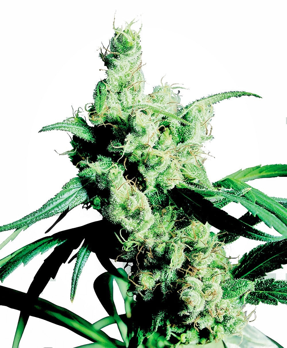 Silver Haze (Sensi Seeds) feminisiert Cannabis Samen von Sensi Seeds
