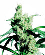 Silver Haze (Sensi Seeds) Feminized