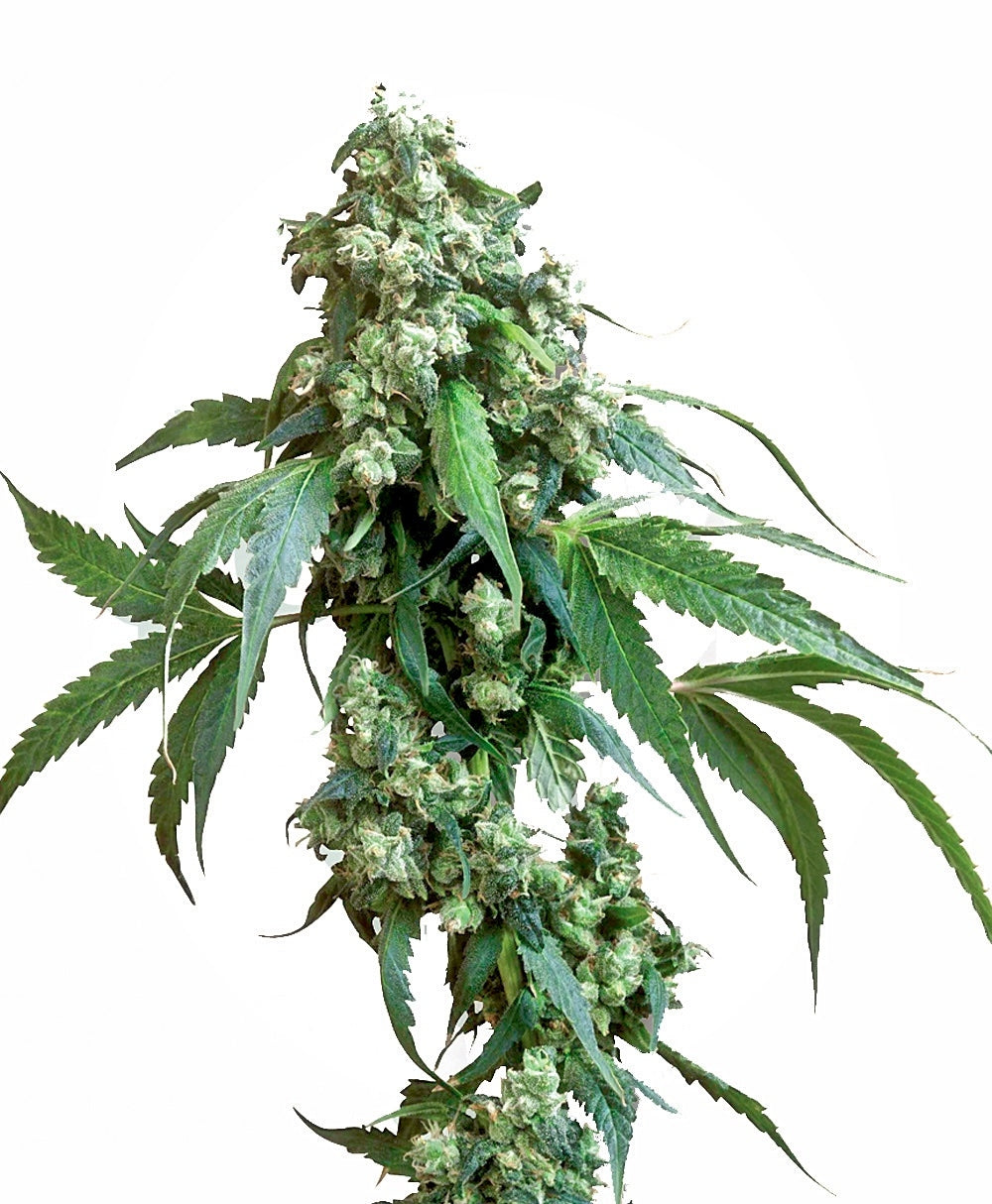 Jack Flash #5 (Sensi Seeds) feminisiert Cannabis Samen von Sensi Seeds