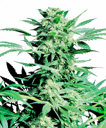 Shiva Skunk (Sensi Seeds) feminisiert Cannabis Samen von Sensi Seeds