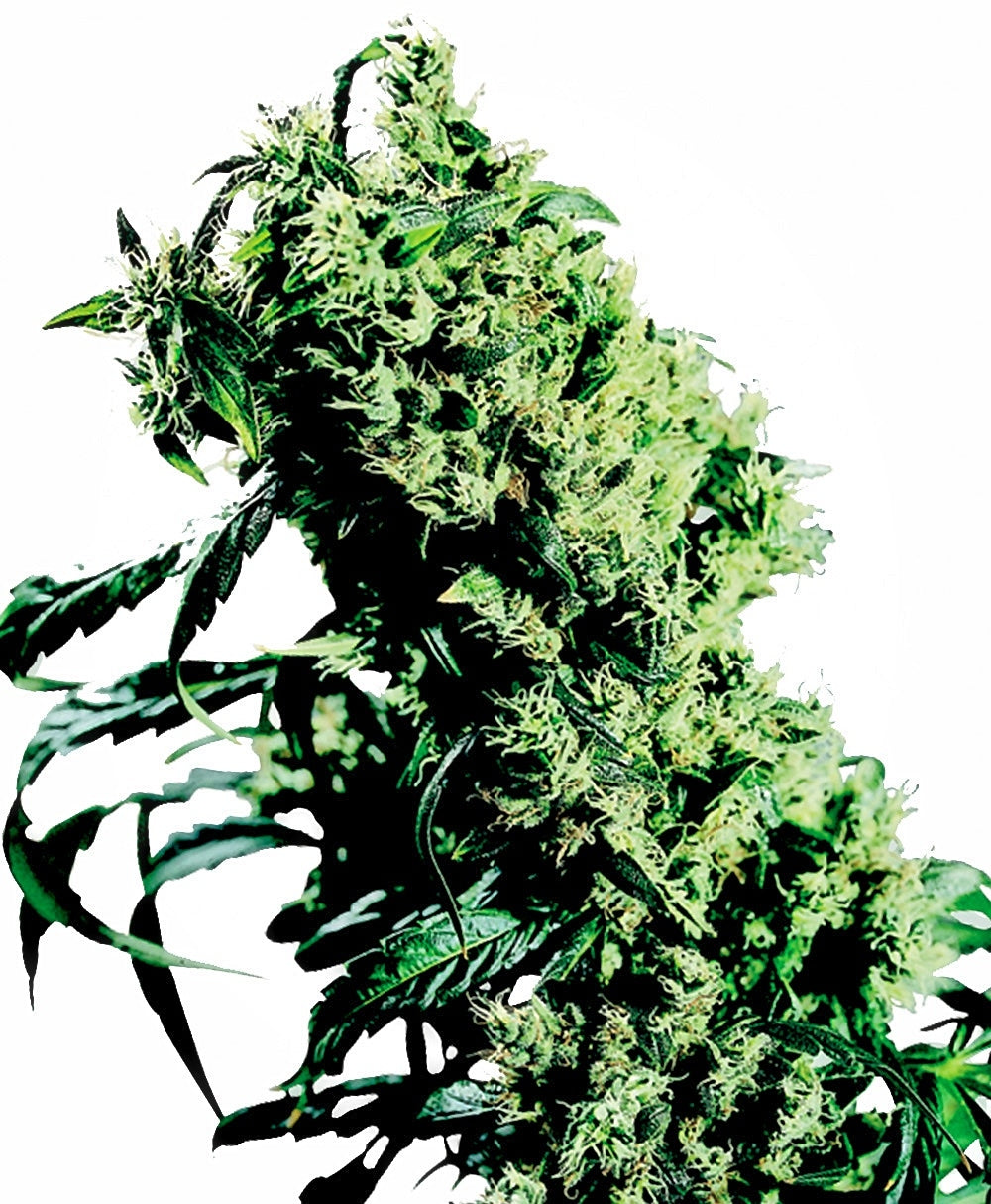 NL#5 x Haze (Sensi Seeds) feminisiert Cannabis Samen von Sensi Seeds
