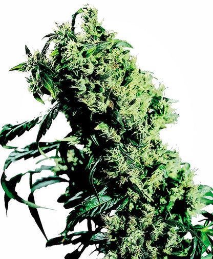 NL#5 x Haze (Sensi Seeds) feminisiert Cannabis Samen von Sensi Seeds