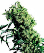 NL#5 x Haze (Sensi Seeds) Feminized