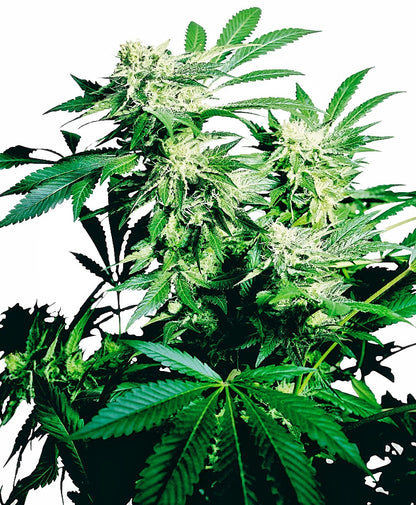 Skunk Kush (Sensi Seeds) feminisiert Cannabis Samen von Sensi Seeds