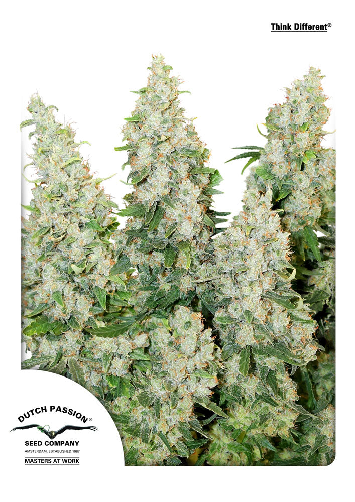 Think Different Auto (Dutch Passion) Cannabis Samen von Dutch Passion