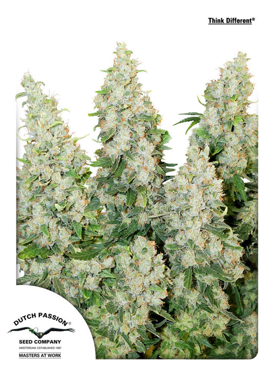 Think Different Auto (Dutch Passion) Cannabis Samen von Dutch Passion