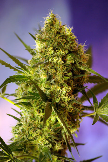 Big Devil #2 Auto (Sweet Seeds) Cannabis Samen von Sweet Seeds