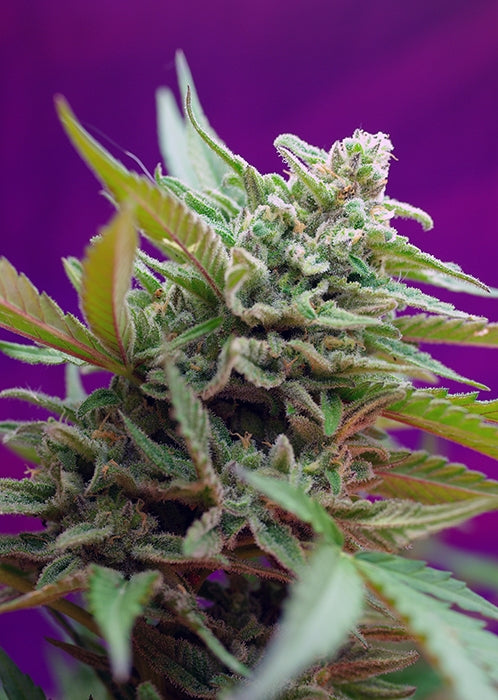 Black Jack Auto (Sweet Seeds) Cannabis Samen von Sweet Seeds