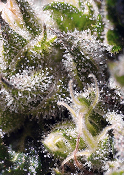 Cream Caramel Auto (Sweet Seeds) Cannabis Samen von Sweet Seeds