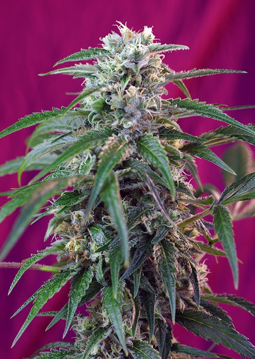 Green Poison Auto (Sweet Seeds) Cannabis Samen von Sweet Seeds