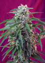 Green Poison Auto (Sweet Seeds)