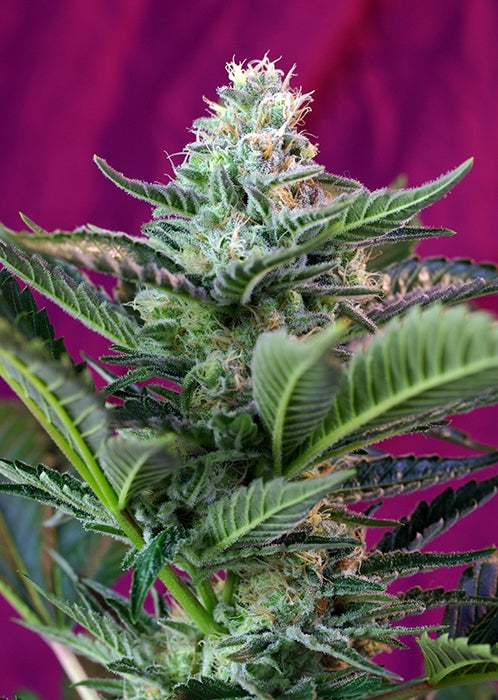 Mohan Ram Auto (Sweet Seeds) Cannabis Samen von Sweet Seeds
