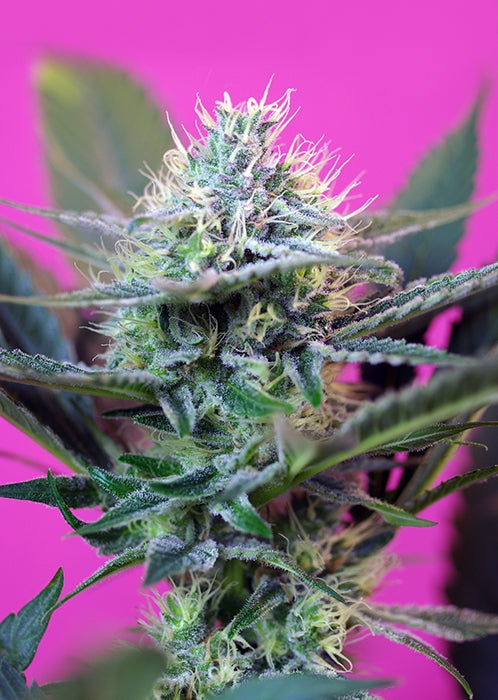 Speed + Auto (Sweet Seeds) Cannabis Samen von Sweet Seeds