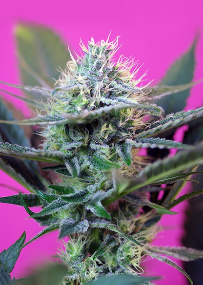 Speed + Auto (Sweet Seeds) Cannabis Samen von Sweet Seeds