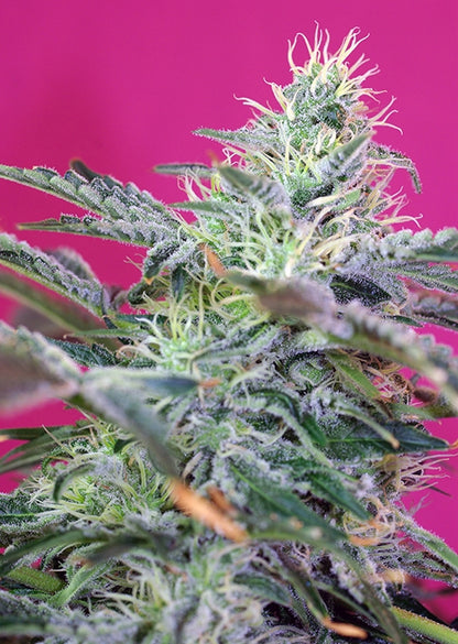 Sweet Cheese Auto (Sweet Seeds) Cannabis Samen von Sweet Seeds
