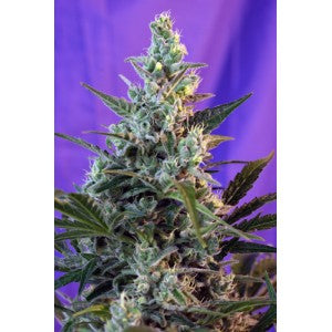 Sweet Skunk Auto (Sweet Seeds) Cannabis Samen von Sweet Seeds